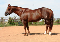 2010 The Jewel Snipper 006